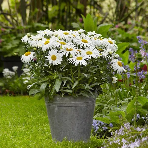 LEUCANTHEMUM SUPERBUM WHITE LION VASO 18CM