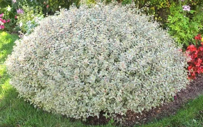 ABELIA GRANDIFLORA CONFETTI VASO 18CM