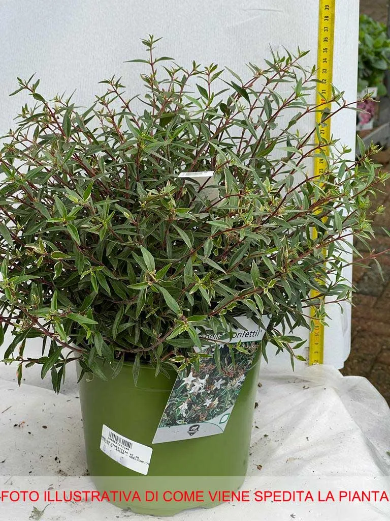 ABELIA GRANDIFLORA CONFETTI VASO 18CM