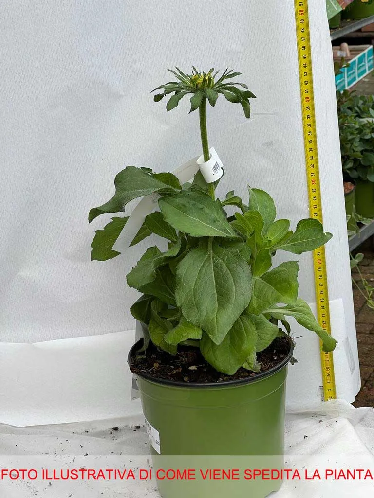 RUDBECKIA HIRTA RUDY DOUBLE YELLOW LEMON IN VASO 18CM