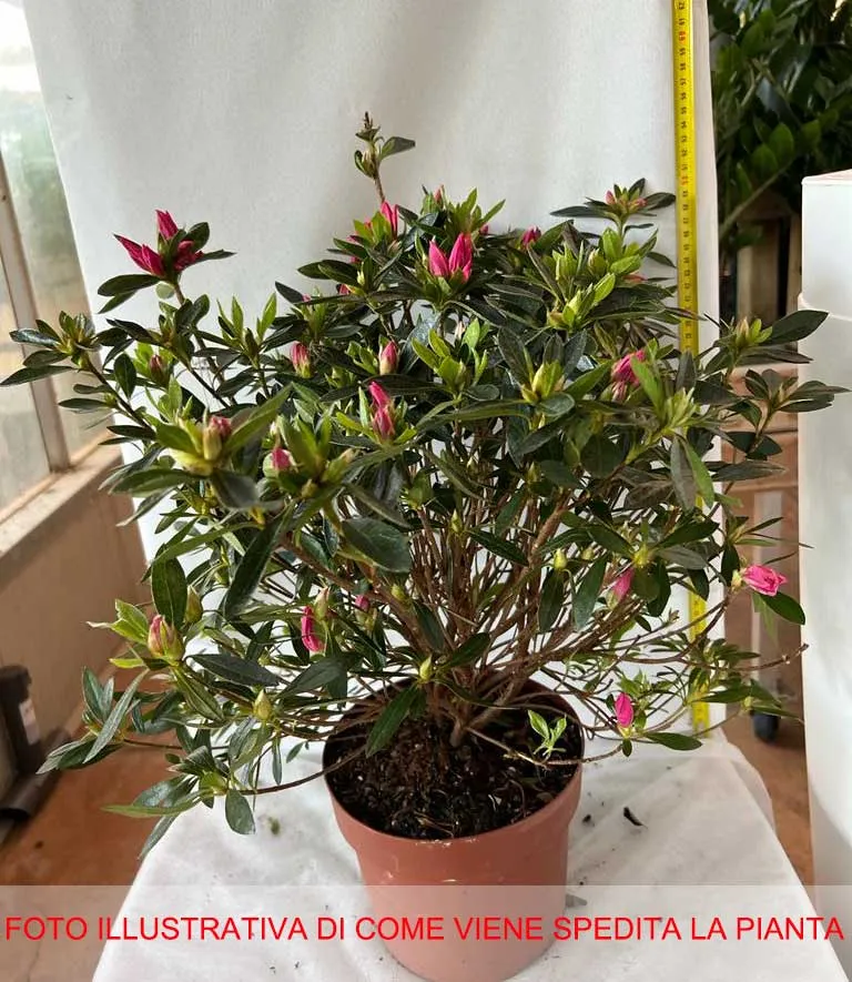 AZALEA JAPONICA RUSTICA ROSA VASO 18CM