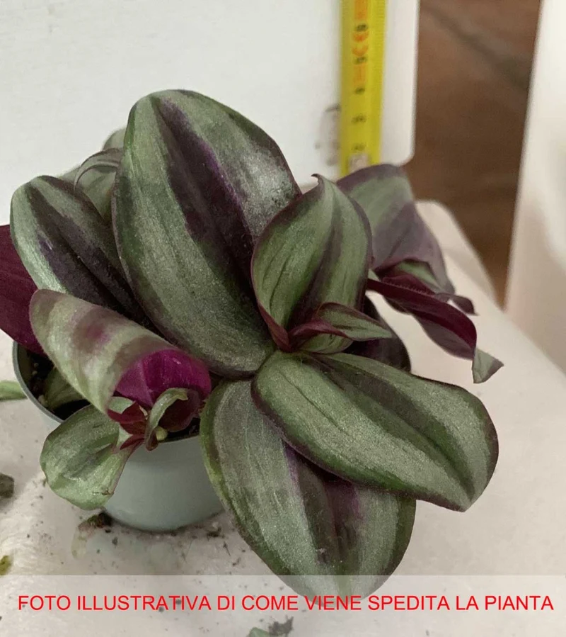 TRADESCANTIA ZEBRINA PINK JOY VASO 6CM
