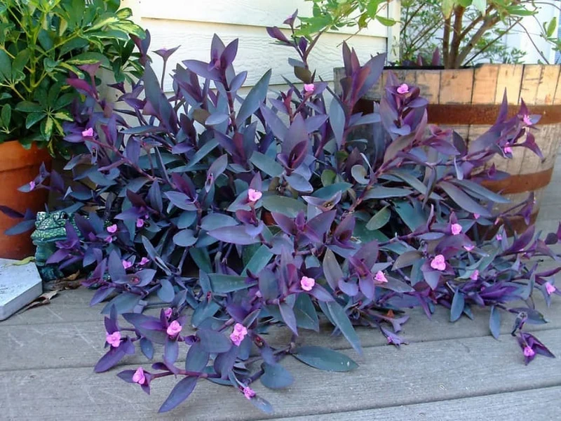 TRADESCANTIA PALLIDA VASO 12CM