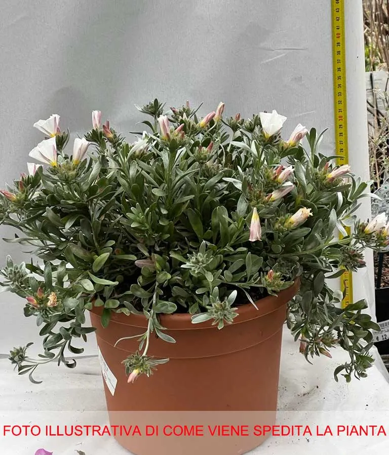 CONVOLVOLO BIANCO VASO 25CM