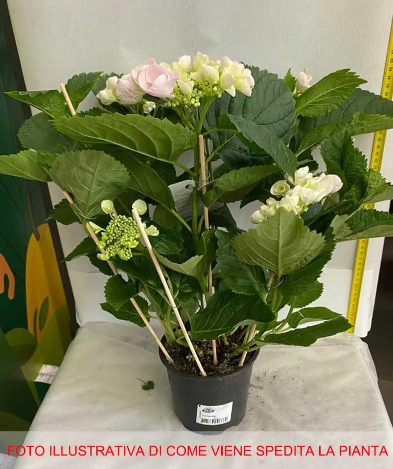 HYDRANGEA MACROPHYLLA HOVARIA HOBELLA VASO 14CM