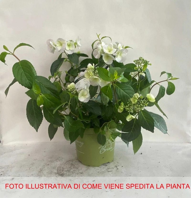 HYDRANGEA ORTENSIA RUNAWAY BRIDE VASO 15CM