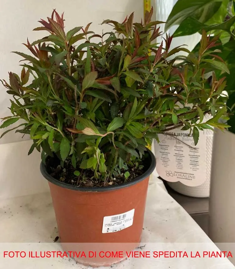 SPIRAEA JAPONICA ANTHONY WATERER VASO 19CM