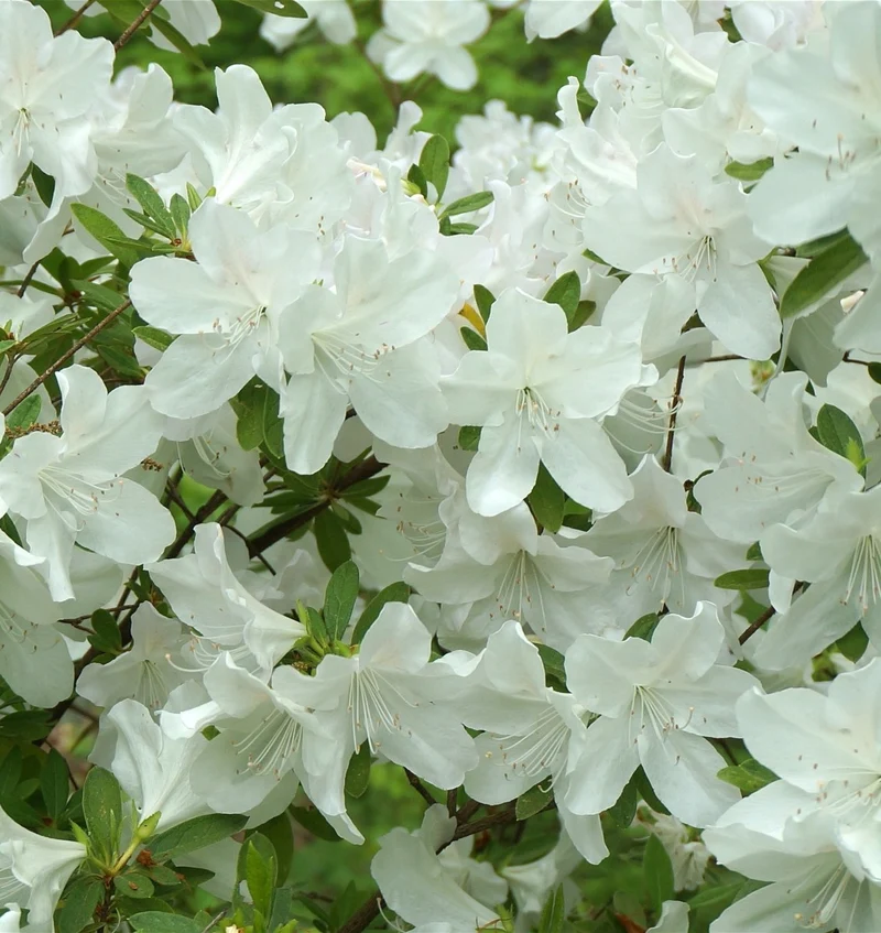 AZALEA JAPONICA DOROTHY BIANCA VASO 15CM