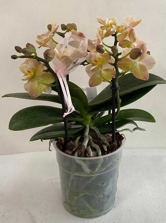 ORCHIDEA PHALAENOPSIS AROMIA DIFFUSIOM PROFUMATISSIMA ROSA CHIARO VASO 12CM
