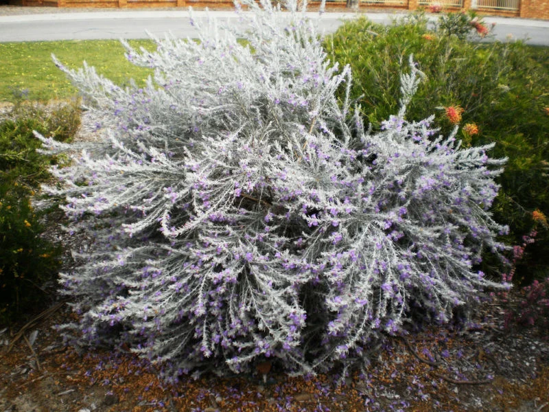 EREMOPHILA NIVEA VASO 24CM