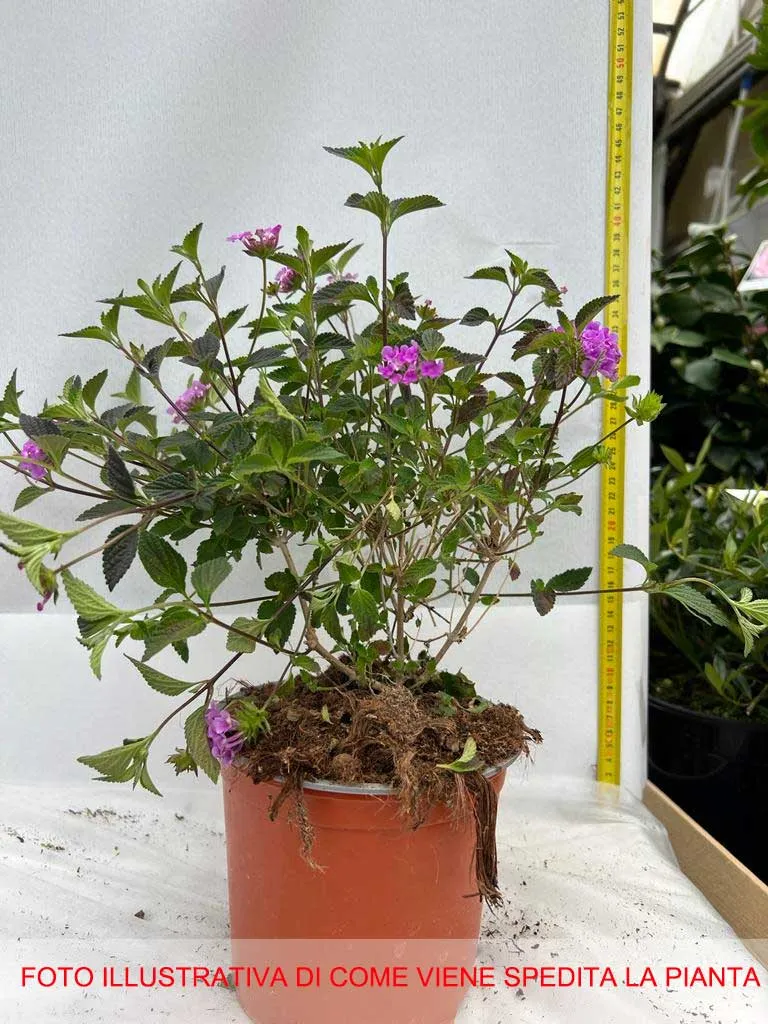 LANTANA SELLOWIANA LILLA VASO 15CM