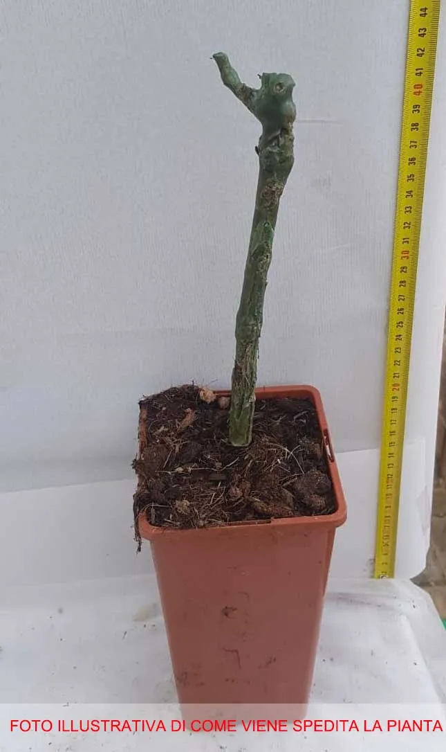 UVA REGINA DEI VIGNETI VASO 2 LT