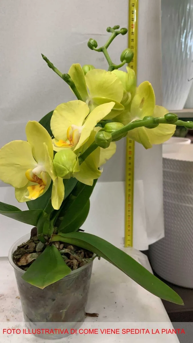 ORCHIDEA PHALAENOPSIS FERRARA VASO 12CM