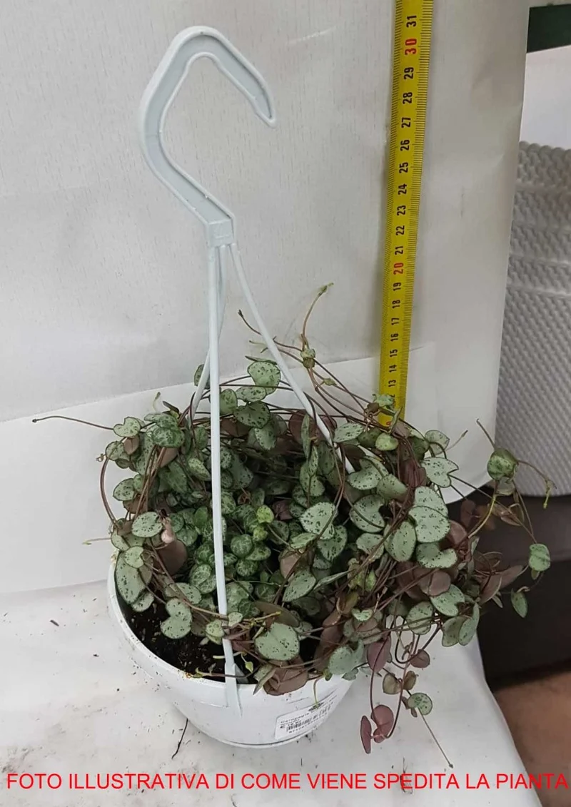 CEROPEGIA WOODII IN VASO 14CM