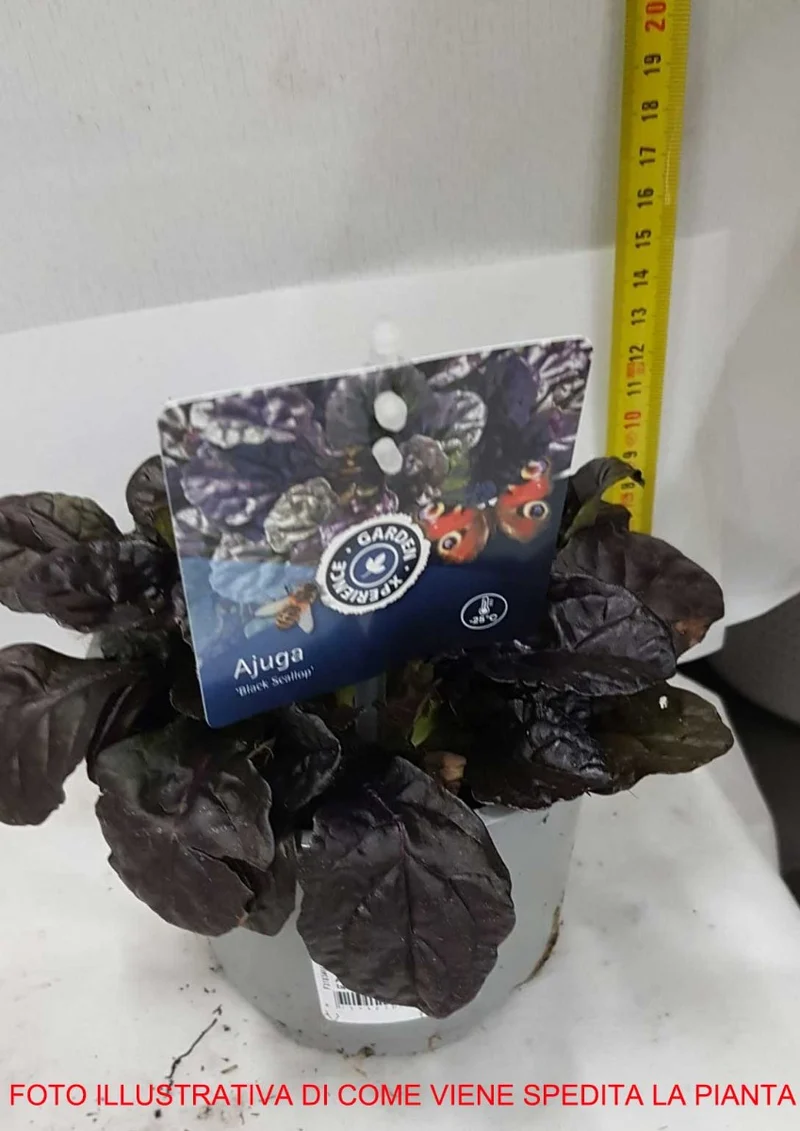 AJUGA REPTANS BLACK SCALLOP VASO 13CM