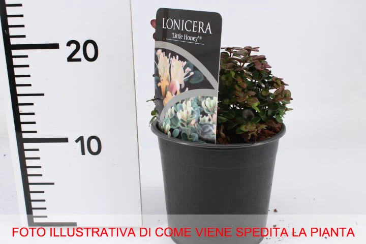 LONICERA CAPRIFOGLIO NANA LITTLE HONEY IN VASO 17CM