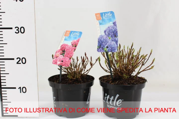 HYDRANGEA MACROPHYLLA ORTENSIA NANA LITTLE XS BIANCA VASO 17CM