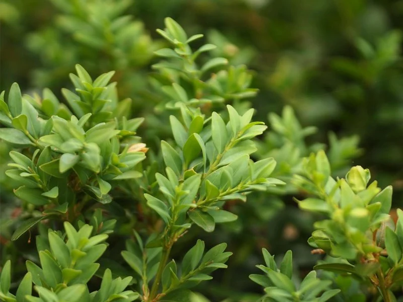 BOSSO BUXUS SEMPERVIRENS VASO 13CM