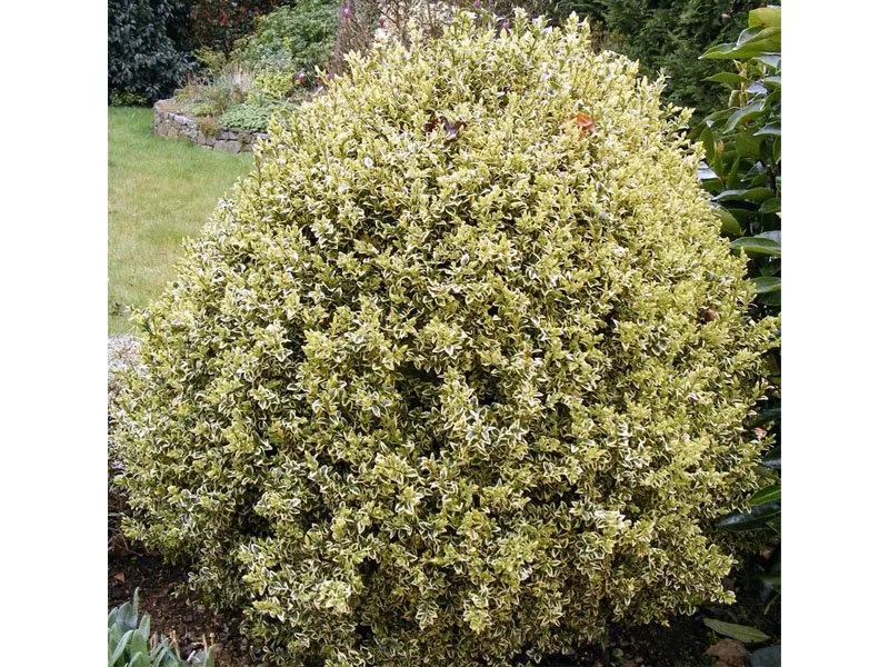 BUXUS SEMPERVIRENS ELEGANS VASO 17CM