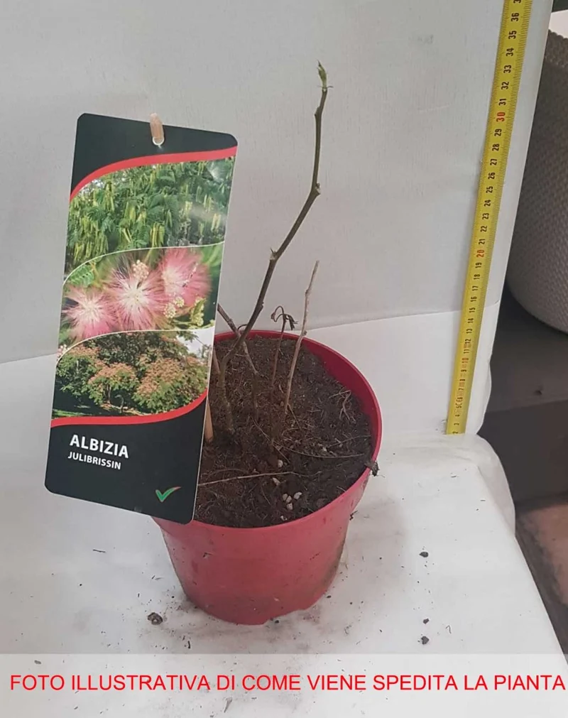 ALBIZIA JULIBRISSIN ROSEA MIMOSA DI COSTANTINOPOLI VASO DA 17CM
