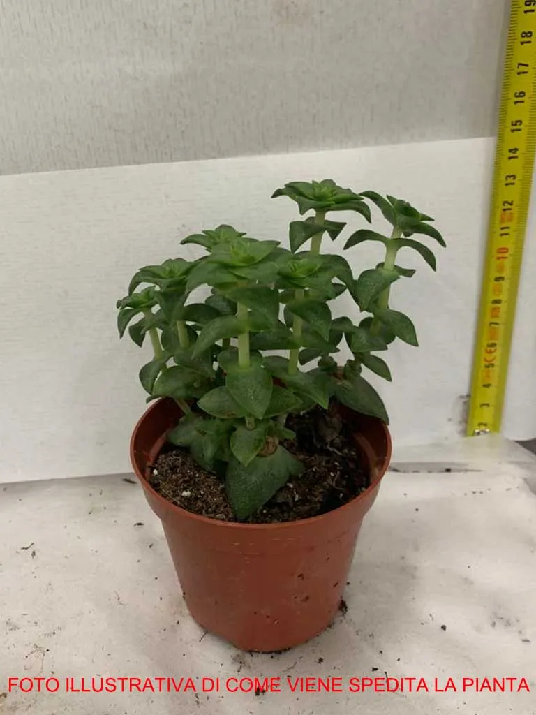 CRASSULA PERFORATA VASO 8.5CM