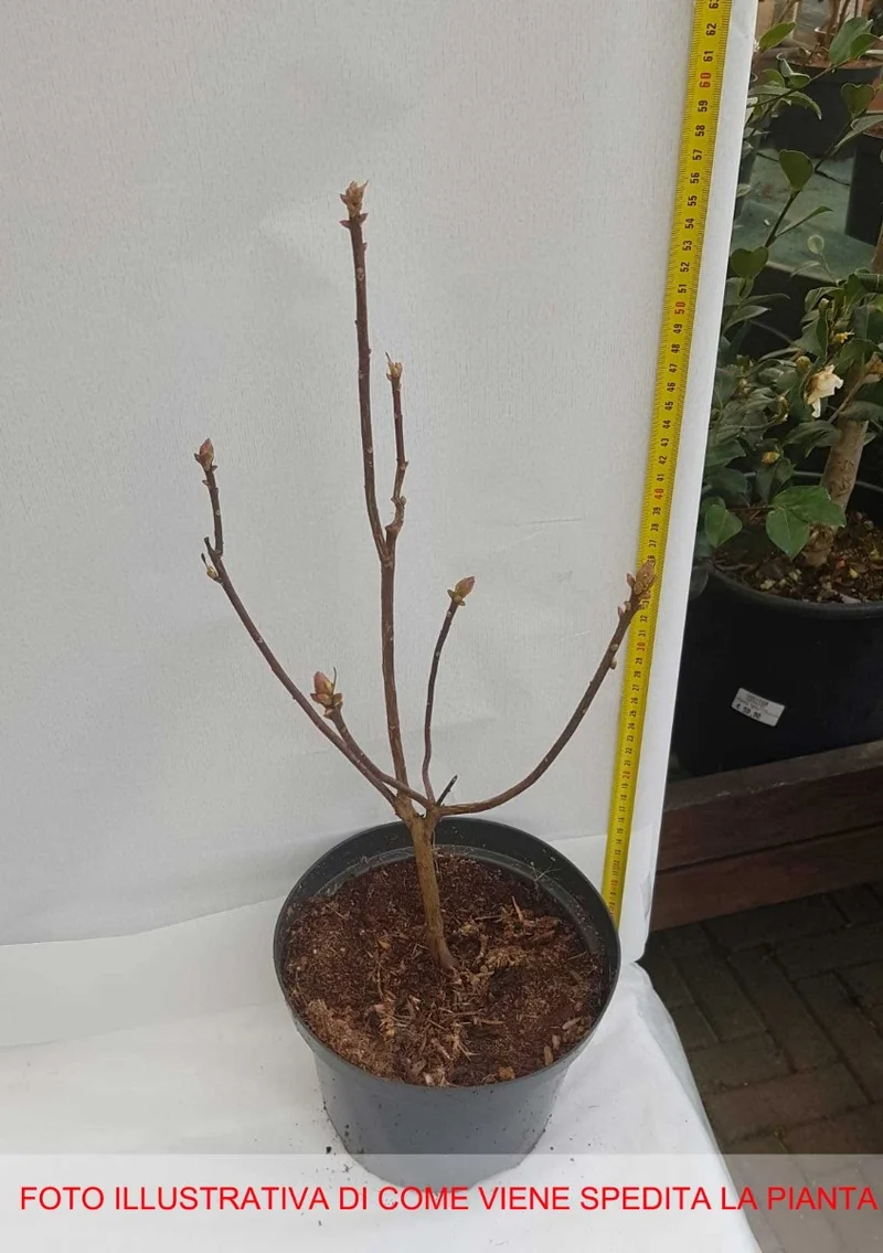 AZALEA MOLLIS HOTSPUR RED VASO 21CM
