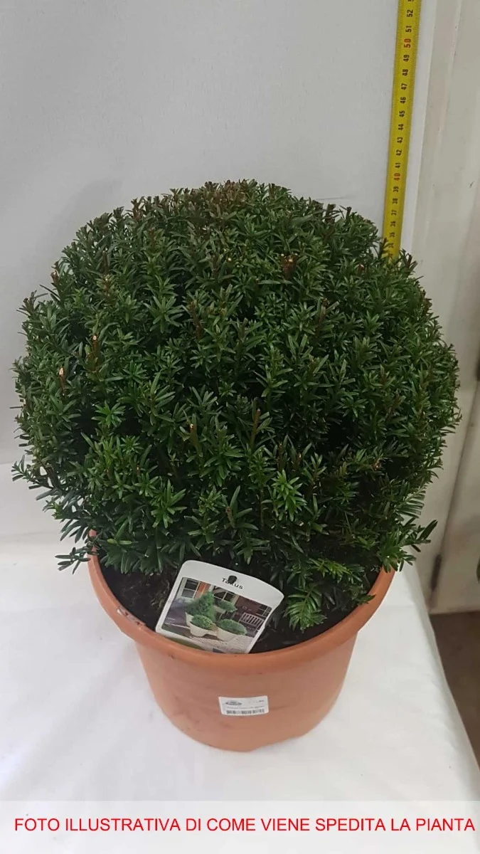 TAXUS BACCATA GLOBE VASO 26CM