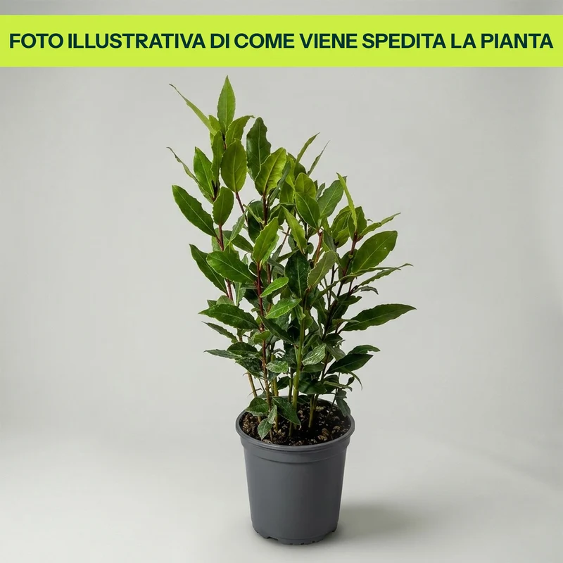 ALLORO LAURUS NOBILIS VASO 14CM