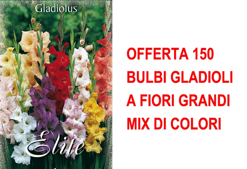 OFFERTA 150 BULBI GLADIOLI A FIORI GRANDI MIX DI COLORI