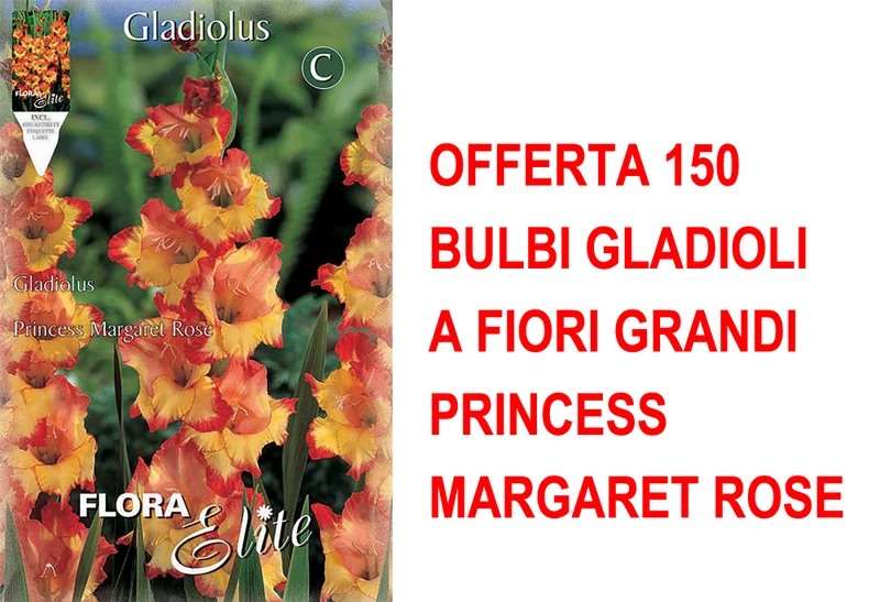 OFFERTA 150 BULBI GLADIOLI A FIORI GRANDI PRINCESS MARGARET ROSE