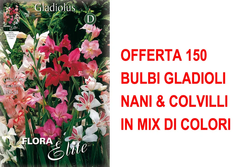 OFFERTA 150 BULBI GLADIOLI NANI & COLVILLI IN MIX DI COLORI