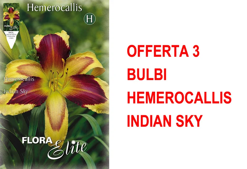 OFFERTA 3 BULBI HEMEROCALLIS INDIAN SKY
