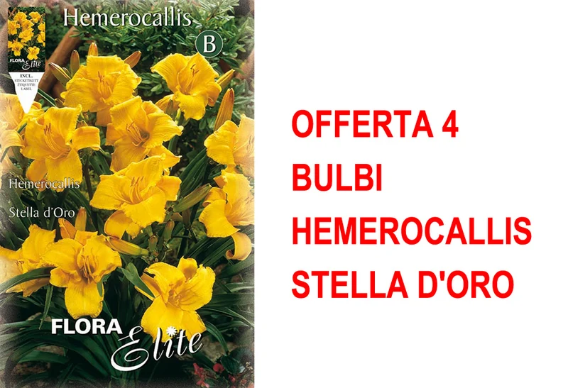 OFFERTA 4 BULBI HEMEROCALLIS STELLA D'ORO