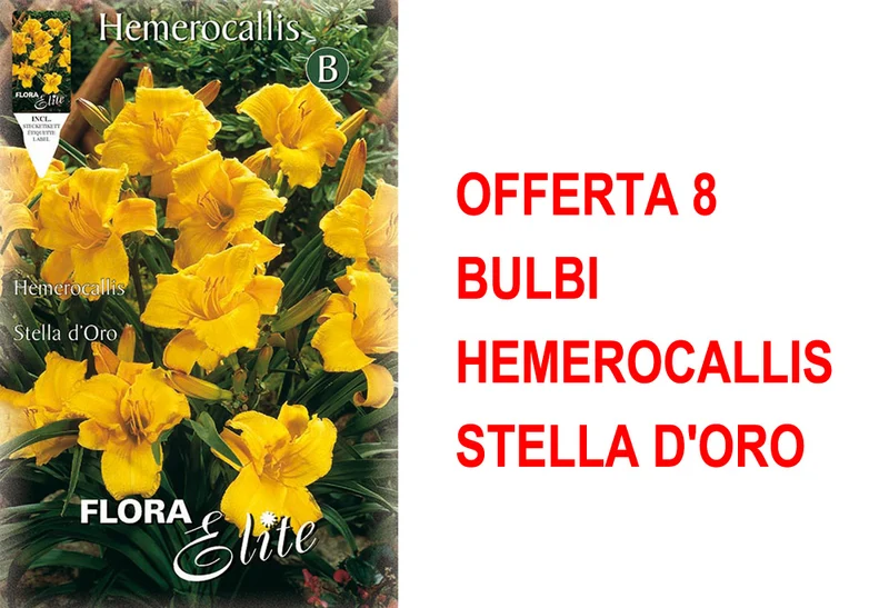 OFFERTA 8 BULBI HEMEROCALLIS STELLA D'ORO