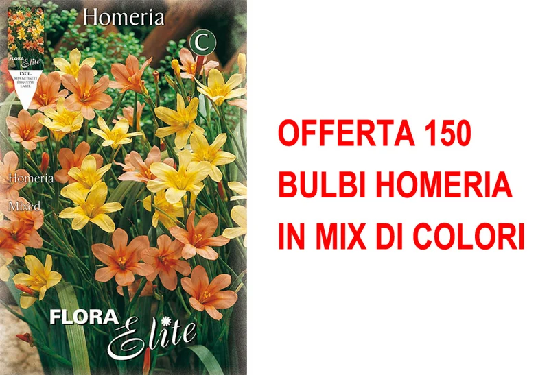 OFFERTA 150 BULBI HOMERIA IN MIX DI COLORI
