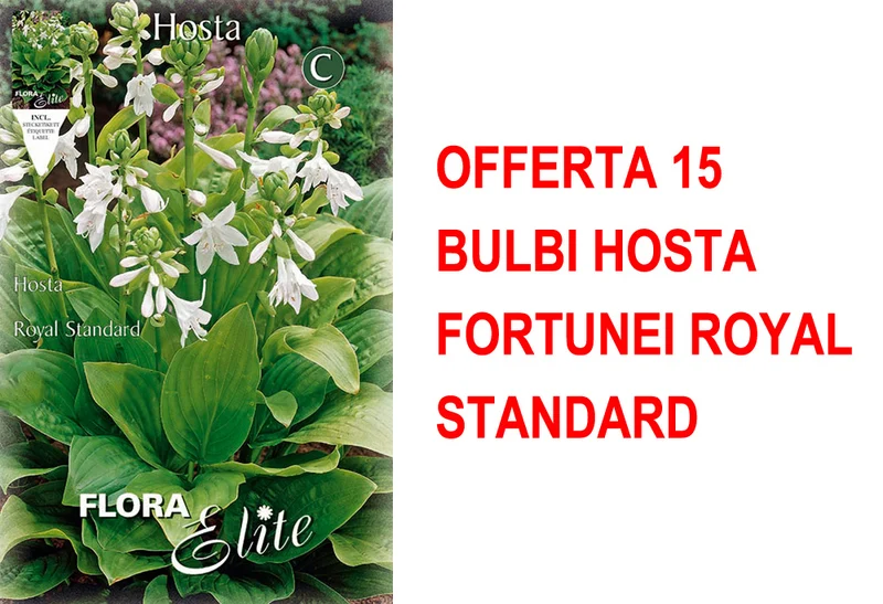 OFFERTA 15 BULBI HOSTA FORTUNEI ROYAL STANDARD