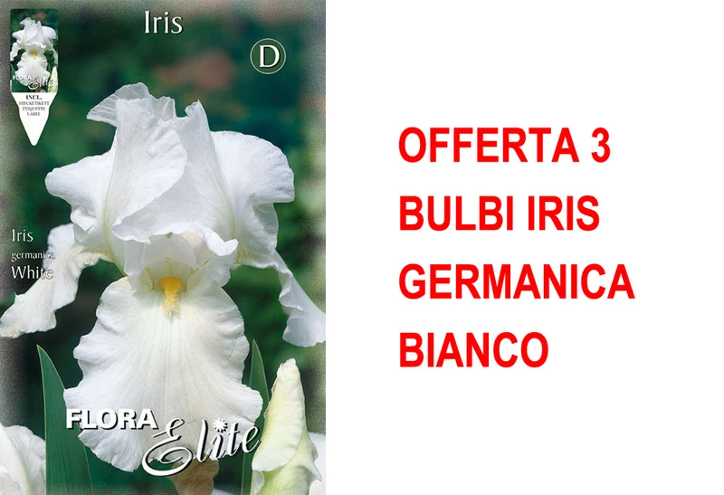 OFFERTA 3 BULBI IRIS GERMANICA BIANCO