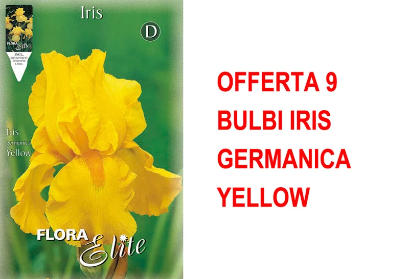 OFFERTA 9 BULBI IRIS GERMANICA YELLOW