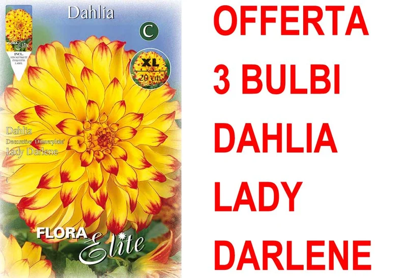 OFFERTA 3 BULBI DAHLIA DINNERPLATE LADY DARLENE XL
