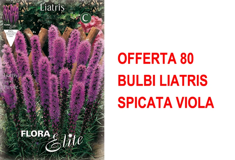 OFFERTA 80 BULBI LIATRIS SPICATA VIOLA