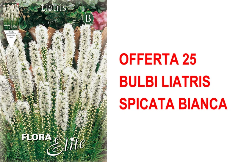 OFFERTA 25 BULBI LIATRIS SPICATA BIANCA