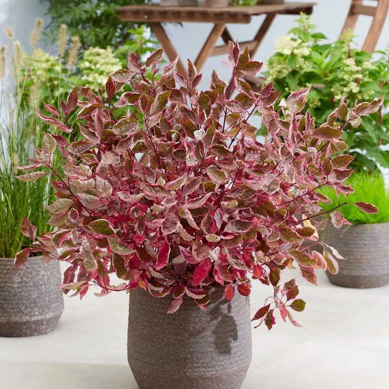 CORNUS ALBA MIRACLE IN VASO 18CM