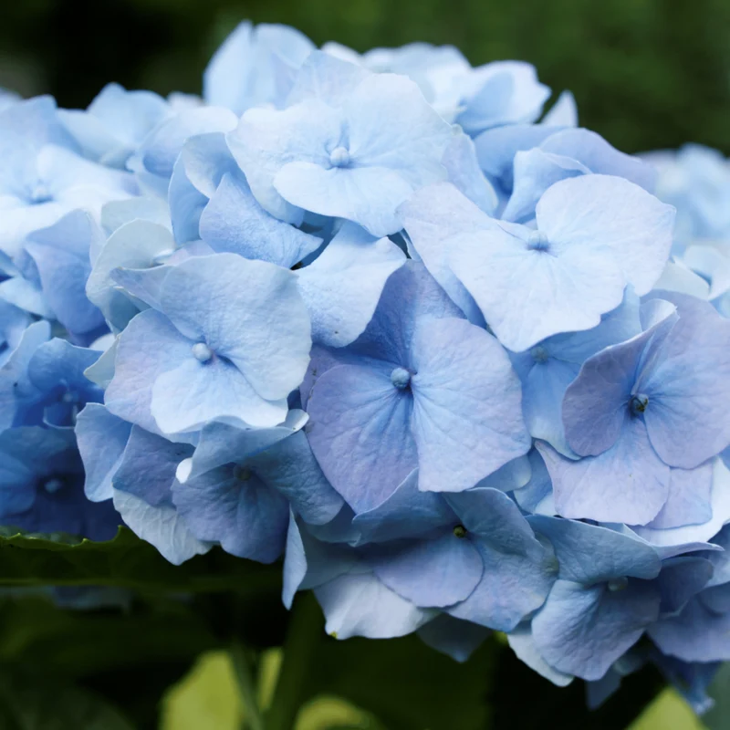 ORTENSIA HYDRANGEA MACROPHYLLA NIKKO BLUE VASO 18CM