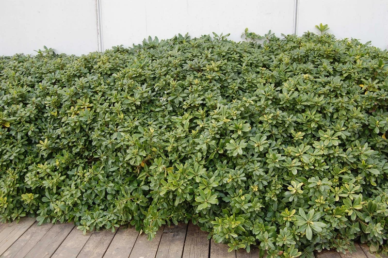 PITTOSPORUM PITTOSPORO TOBIRA VASO 17CM