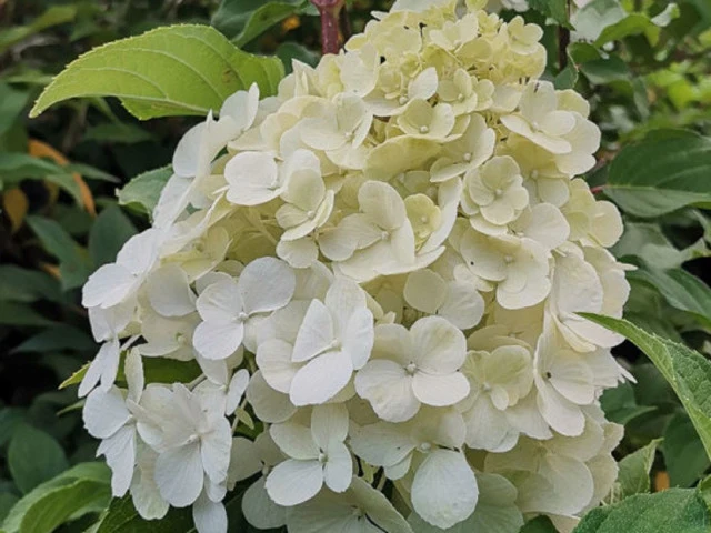 ORTENSIA HYDRANGEA PANICULATA LUMINAIRE IN VASO 18CM