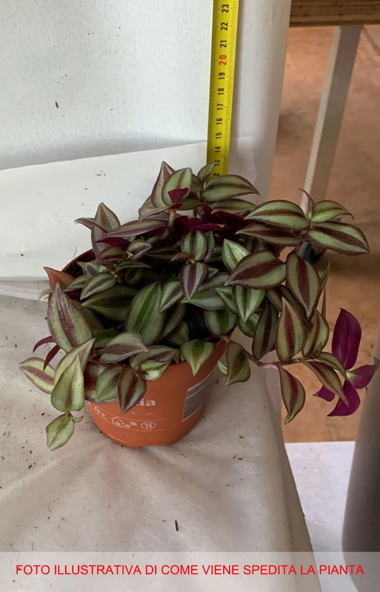TRADESCANTIA ZEBRINA VASO 12CM