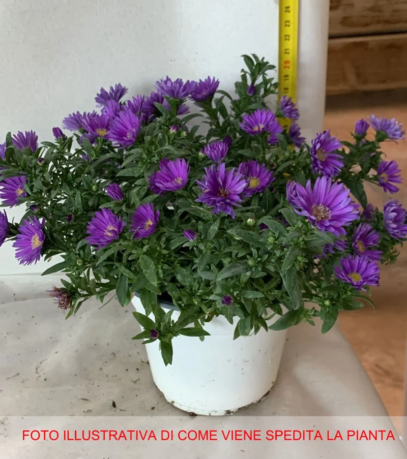 ASTER SETTEMBRINO NOVI BELGII VIOLA VASO 14CM