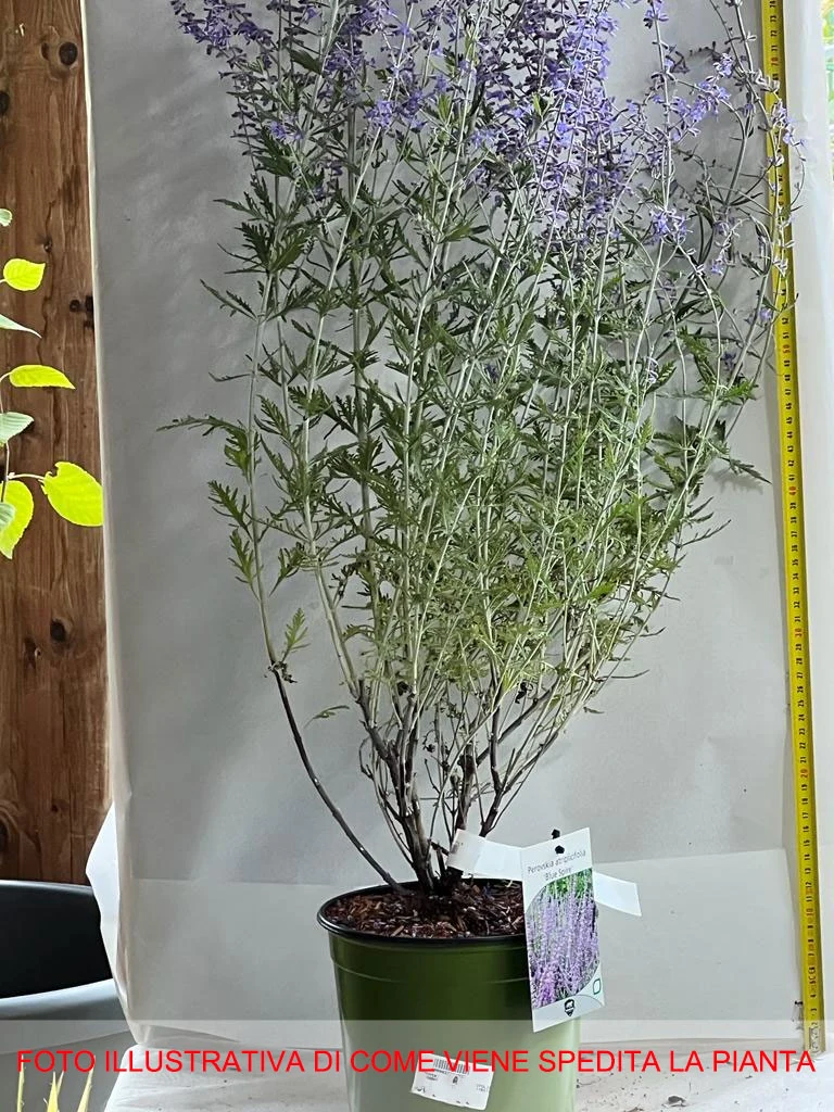 PEROVSKIA BLUE SPIRE SALVIA RUSSA IN VASO 18CM