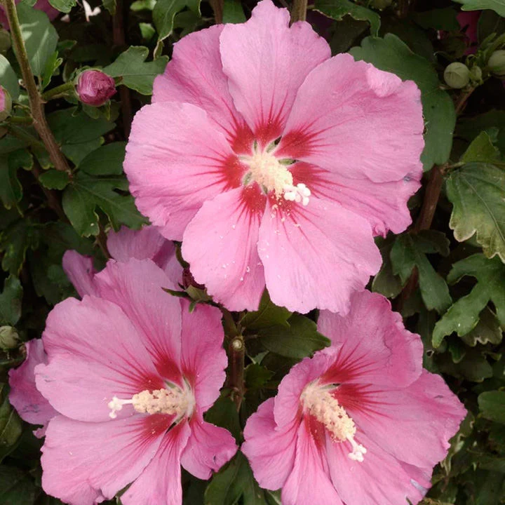 IBISCO SYRIACUS PINK GIANT IN VASO 24CM