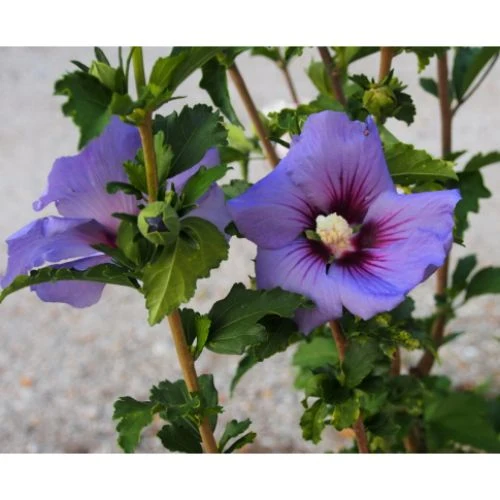 HIBISCUS IBISCO SYRIACUS ULTRAMARINE IN VASO 24CM
